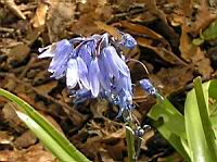 Hyacinthoides non-scripta (fam. Asparagacees) (3) (Photo F. Mrugala)